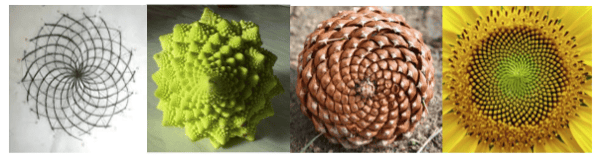 Sacred geometry in Roman broccoli, pine-nut and sun-flower.